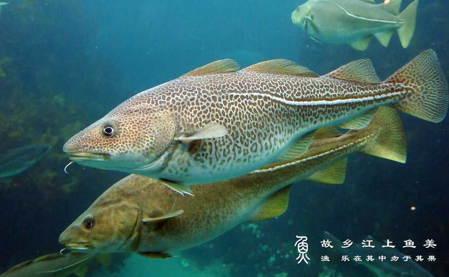 大西洋鳕生存习性与栖息环境介绍