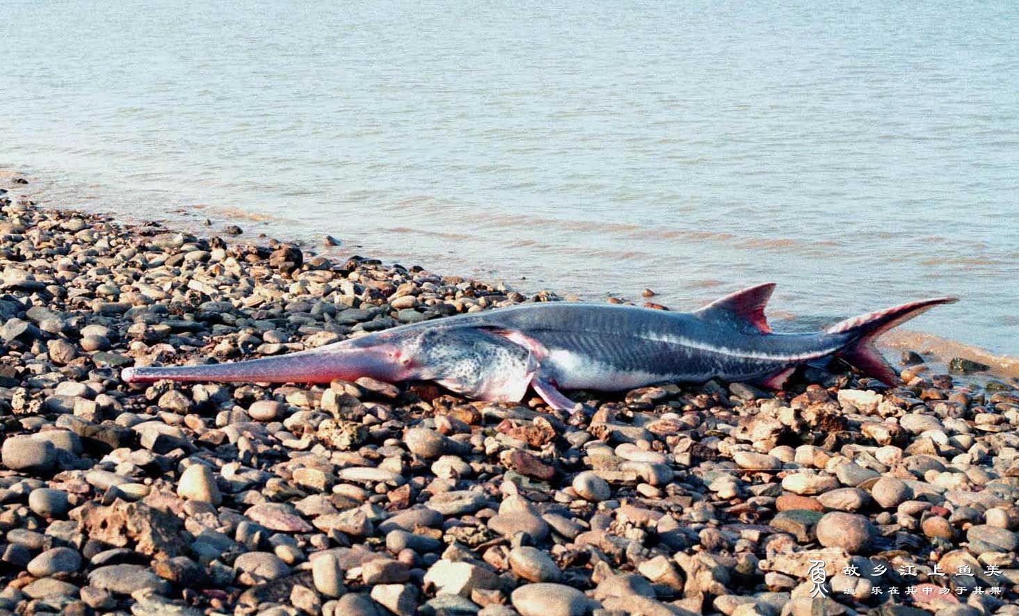 IUCN更新濒危物种红色名录：中国“淡水鱼之王”长江白鲟灭绝