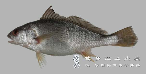 黄姑鱼 Nibea albiflora