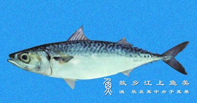 鲐鱼 tái yú 白腹鲭​ Scomber japonicus