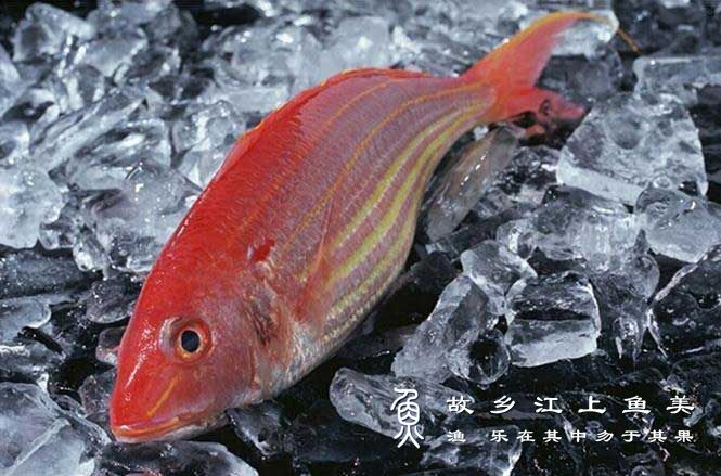金线鱼的繁殖技巧及注意事项有哪些？