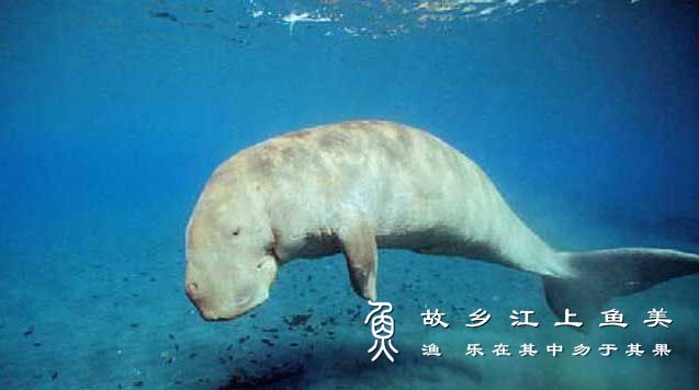 儒艮 rú gèn Dugong dugon