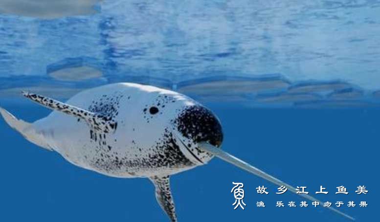独角鲸 Monodon monoceros dú jiǎo jīng 一角鲸