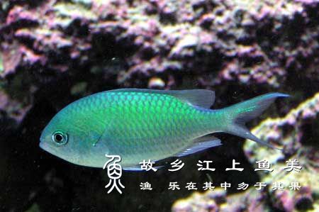 蓝绿光鳃鱼,Chromis viridis,蓝绿雀鲷,青魔 lán lǜ guāng sāi yú
