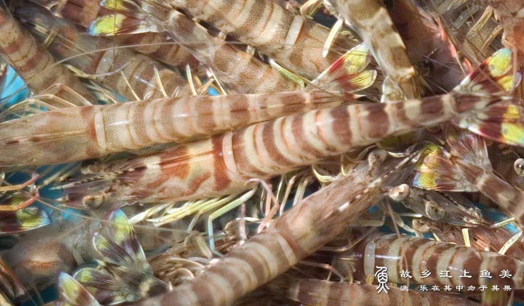 日本对虾人工养殖方法技巧解读