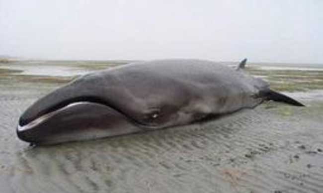 小露脊鲸生活现状及分布范围特点