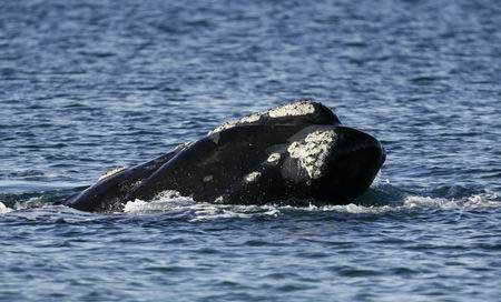 小露脊鲸的研究空白有哪些？