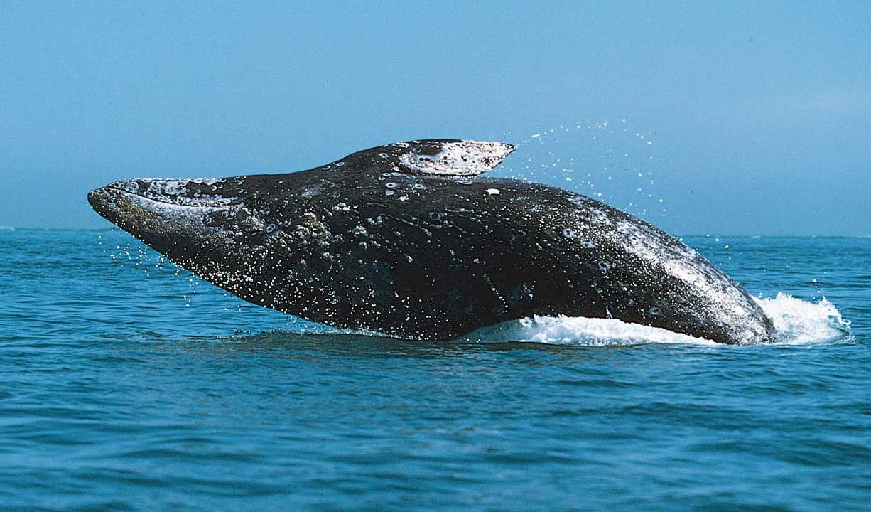 灰鲸的保护级别怎么样？