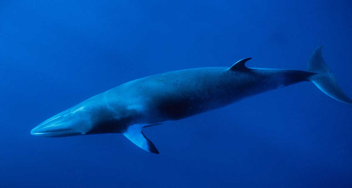 小须鲸 xiǎo xū jīng Balaenoptera acutorostrata 小鳁鲸