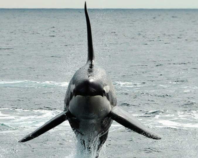 虎鲸 hǔ jīng Orcinus orca 逆戟鲸