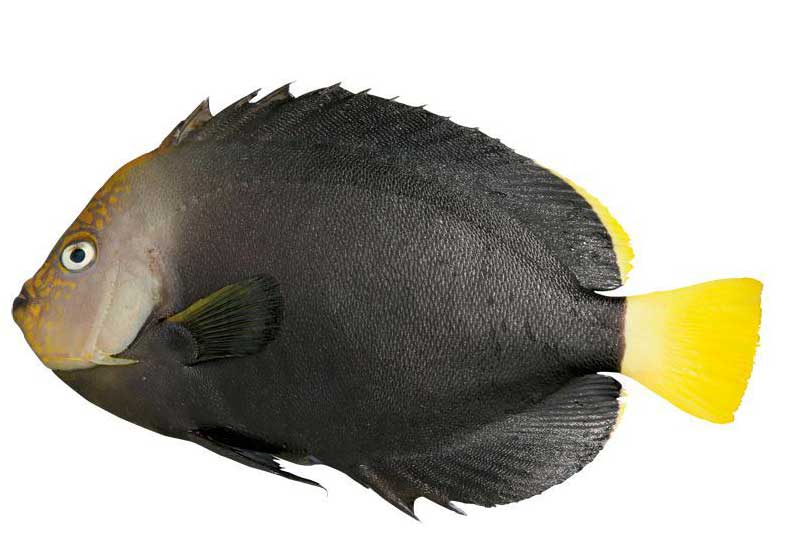 黑荷包鱼 hēi hé bāo yú  Chaetodontoplus niger