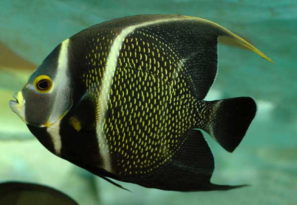 黄斑刺盖鱼，巴西刺盖鱼品种外形特征介绍