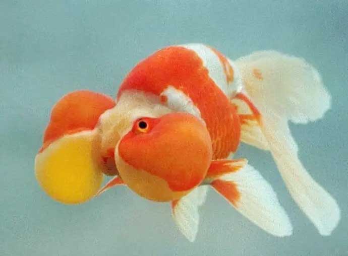 水泡金鱼泡破了多久能好？