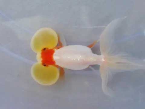 水泡金鱼有什么养殖技巧及注意事项