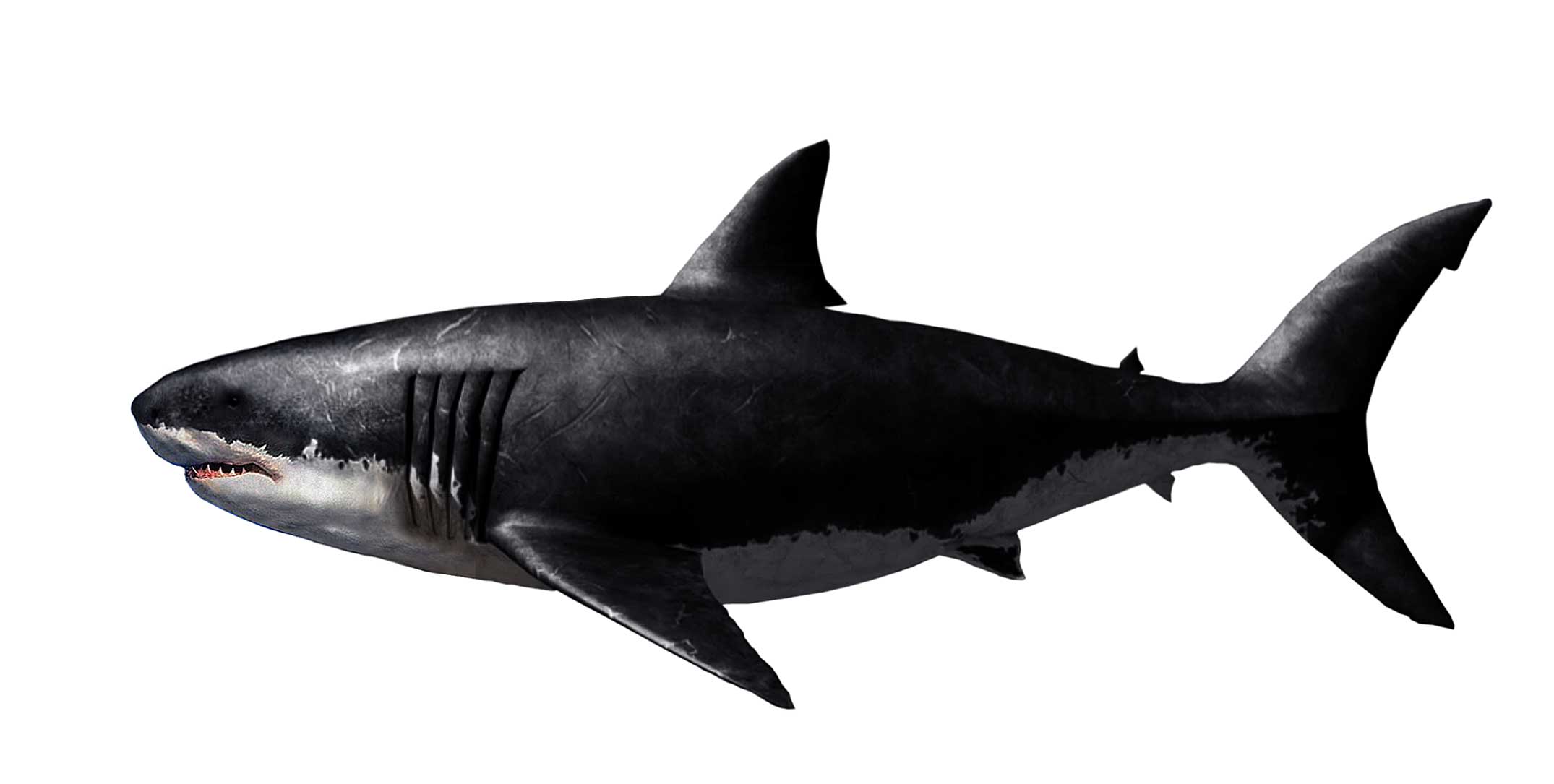 巨齿鲨如何灭绝的几种说法