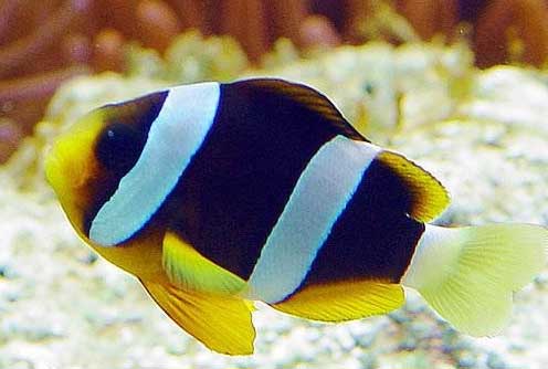 克氏双带小丑 kè shì shuāng dài xiǎo chǒu Amphiprion clarkii