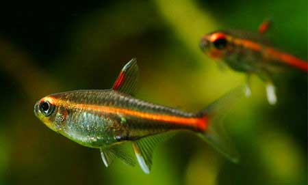 红灯管鱼饲养环境及繁殖特点解读