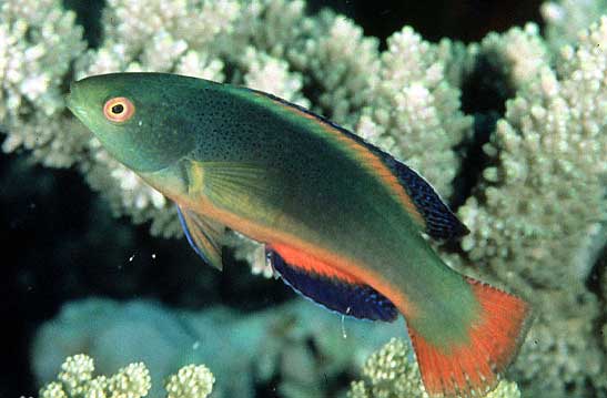 科学家在8336米深海拍下鱼类影像 刷新鱼类生活深度纪录
