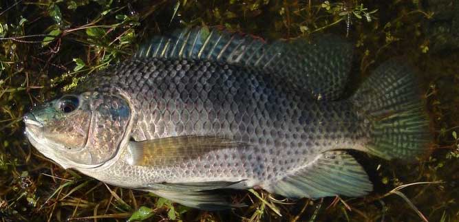 奥利亚罗非鱼生活习性特点及分布特征有哪些？