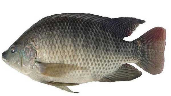 奥尼罗非鱼生活习性及种类特点解读