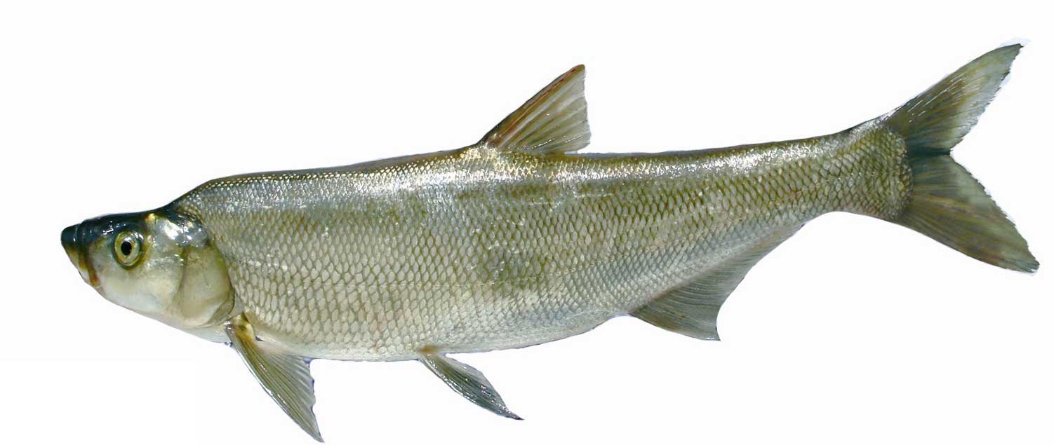 白鱼的营养价值及功效有哪些？