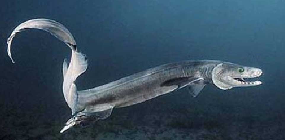 世界最弱的鲨鱼是怎样被发现的？