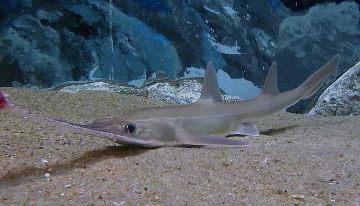 锯鲨目​，Pristiophoriformes