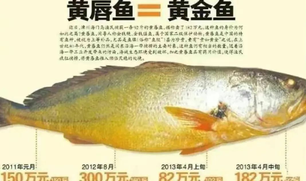 福州渔民捡到一条160斤鱼卖300万连夜