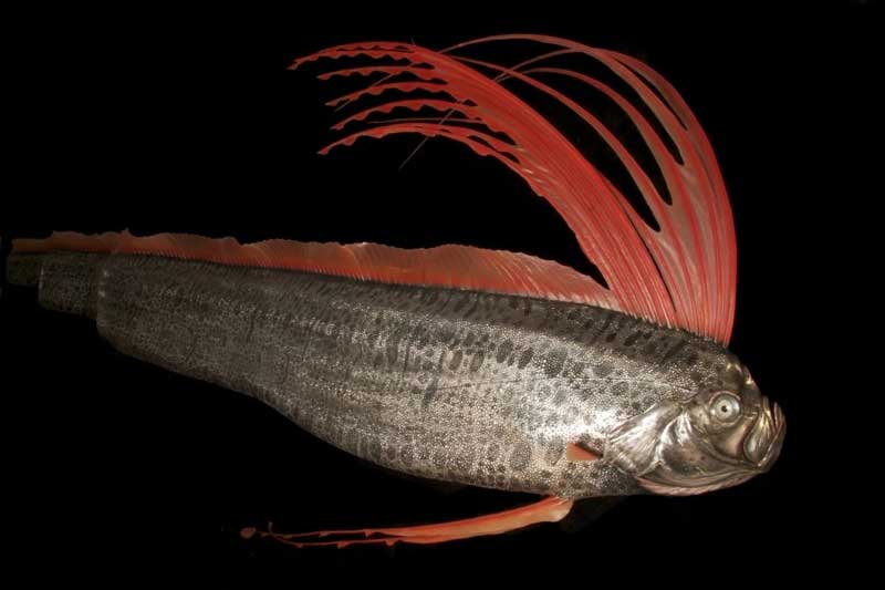 皇带鱼 Regalecus glesne