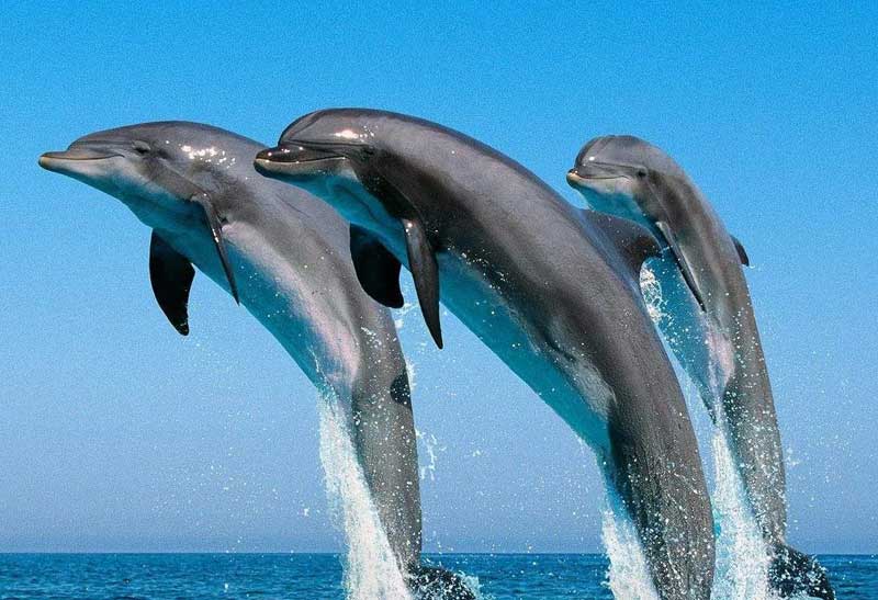 海豚的繁殖方式有哪些特点？