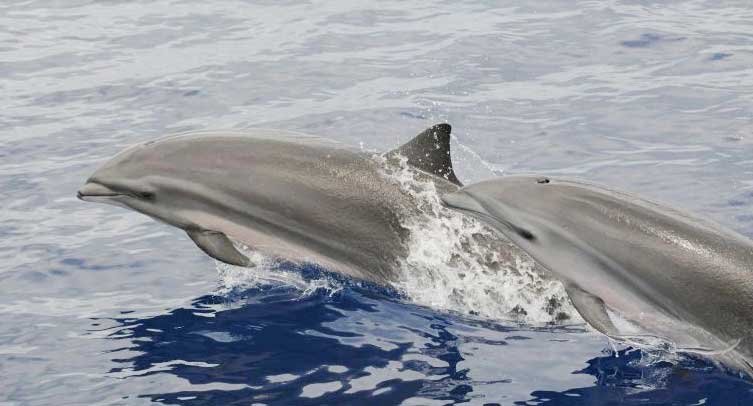 沙捞越海豚种群现状怎么样？