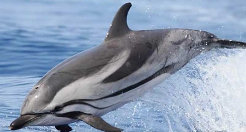 条纹原海豚保护级别怎么样？
