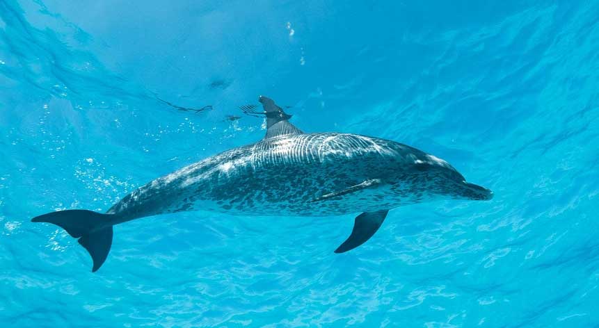 花斑原海豚的种群现状解读