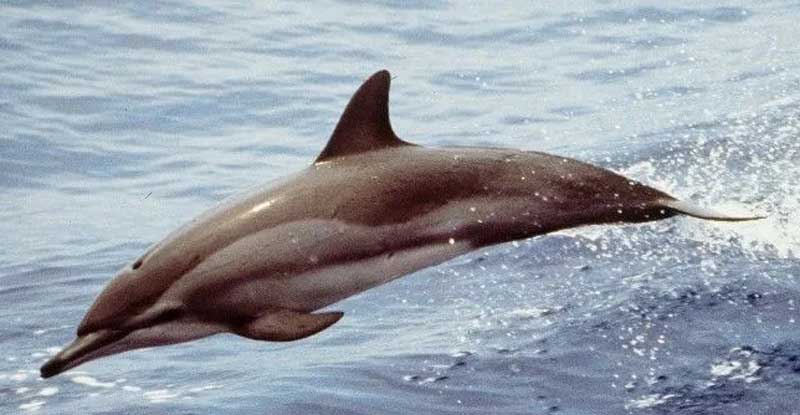 短吻飞旋原海豚生活习性与分布解读