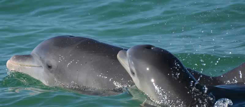 瓶鼻海豚的保护现状及保护级别
