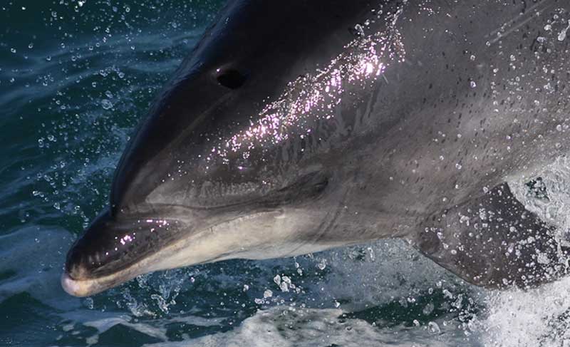 瓶鼻海豚的生活习性解读