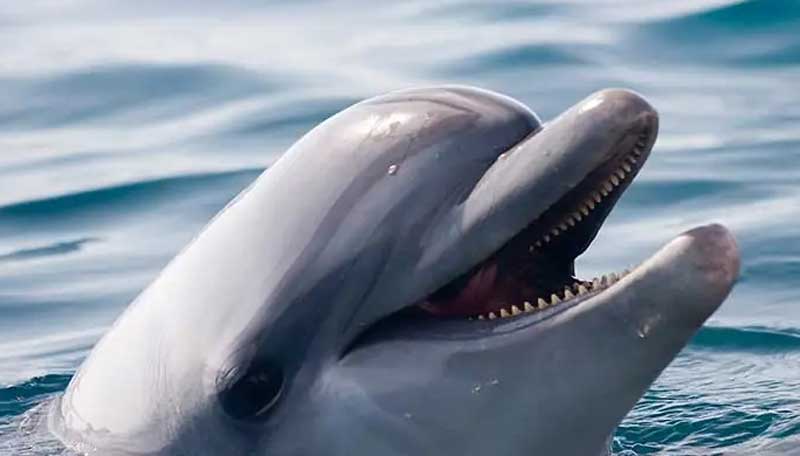 印太瓶鼻海豚的保护现状及主要价值有哪些？