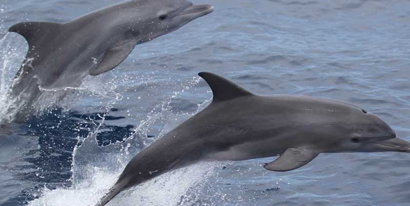 印太瓶鼻海豚的繁殖方式解读