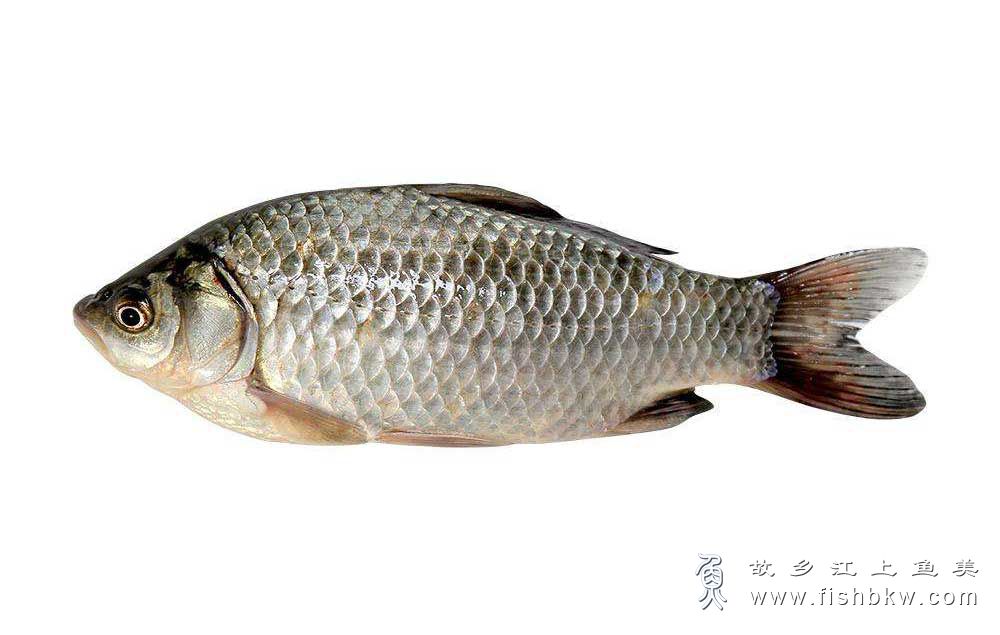 鲫鱼 Carassius auratus auratus jìyú