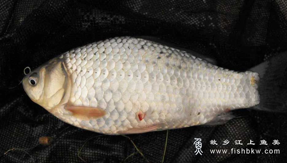 异育银鲫 Allogynogenetic crucian carp yì yù yín jì 