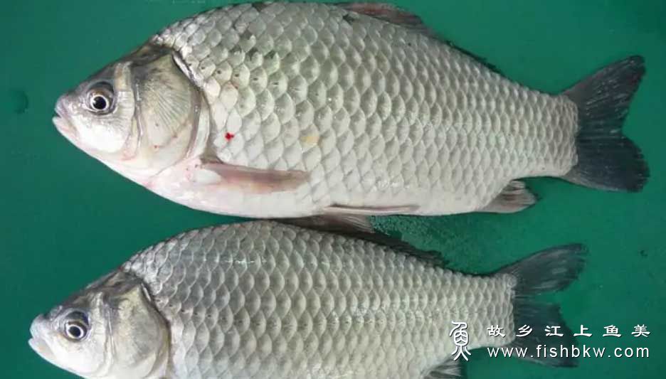 白鲫鱼 Carassius auratus cuvieri Temminck et Schlegel bái jì yú 