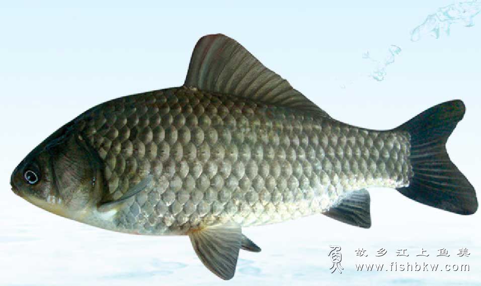 丰产鲫 Fertilis crucian carp fēng chǎn jì