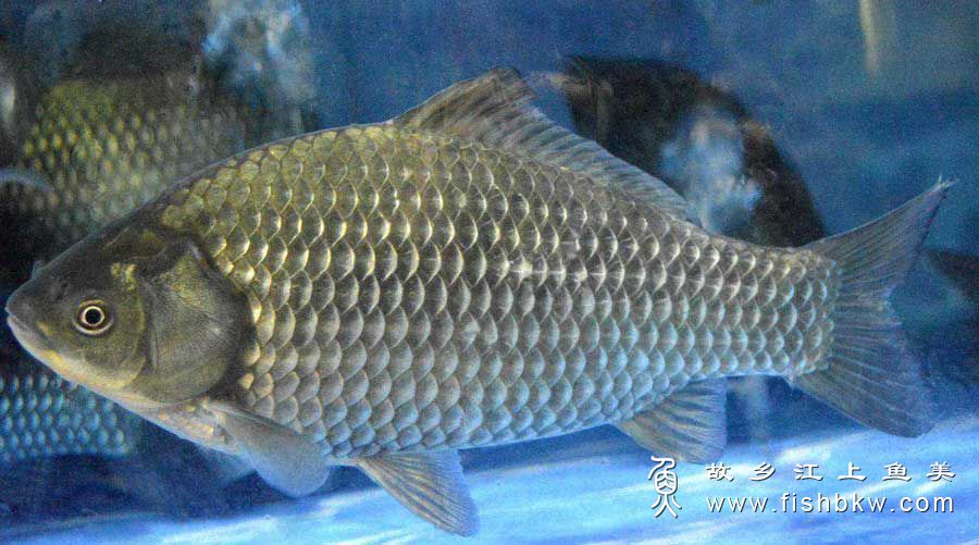 银鲫 Silver prussian carp yin ji
