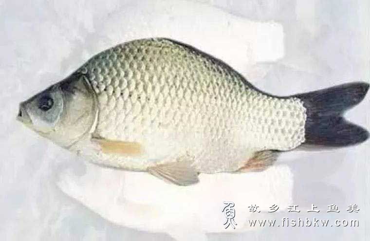 方正银鲫 Carassius auratus gibelio(Bloch)fāng zhèng yín jì