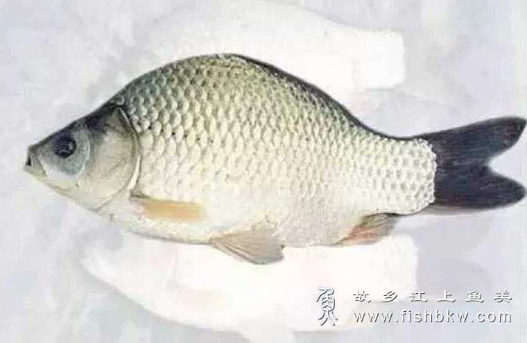 方正银鲫 Carassius auratus gibelio（Bloch）fāng zhèng yín jì  