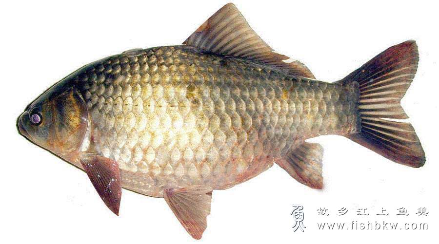 淇河鲫鱼Qihe crucian carp qí hé jì yú 