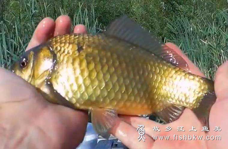 黄金鲫鱼Aureum crucian carp huáng jīn jì yú 