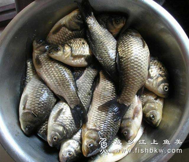 土鲫鱼Crucian carp tǔ jì yú 