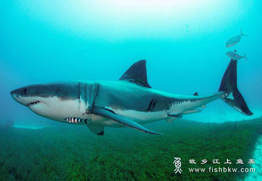 鲨鱼 Shark shā yú 