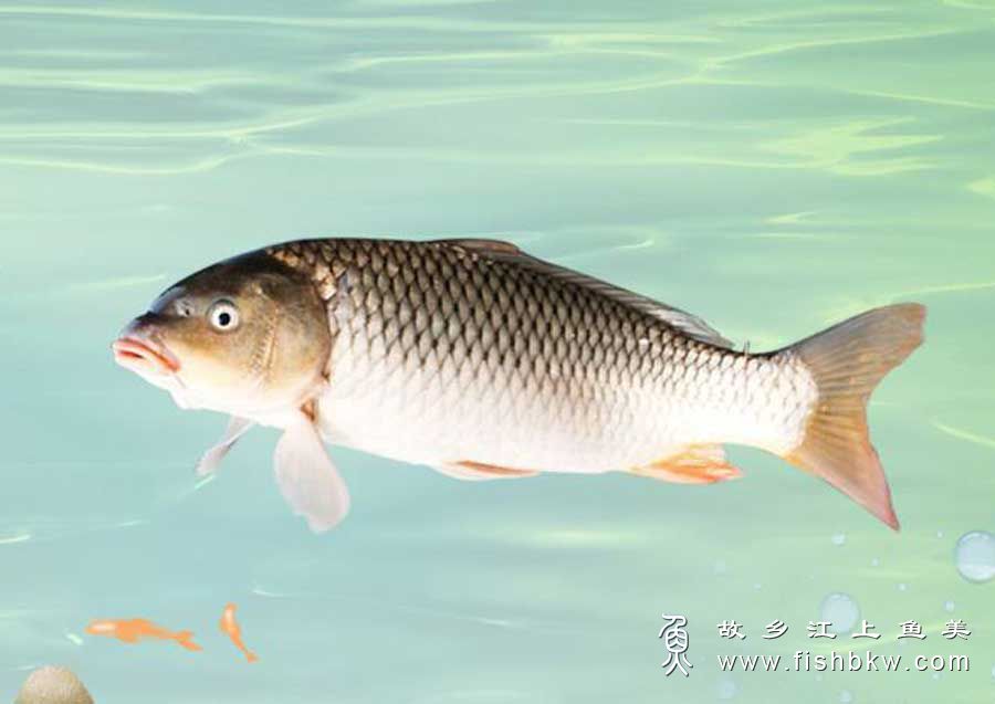 鲤鱼Cyprinus carpio lǐ